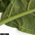SpeciesSub: var. tomentosum